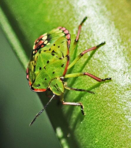 Nezara viridula